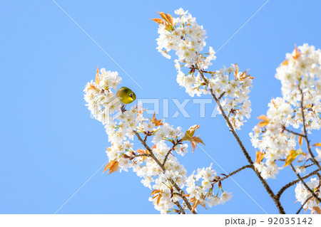 春空を背景に桜の木と野鳥景色「観光名所：水前寺成趣園」 92035142