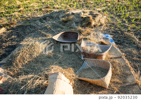 手作業の米の収穫 92035230