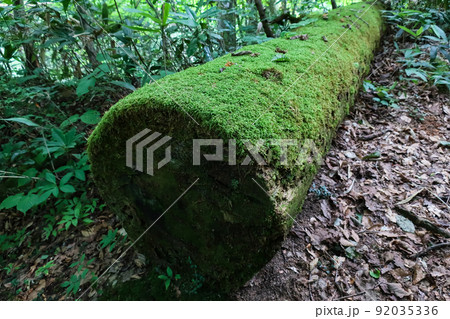 苔むした倒木 92035336