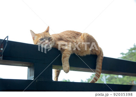 猫 92035398