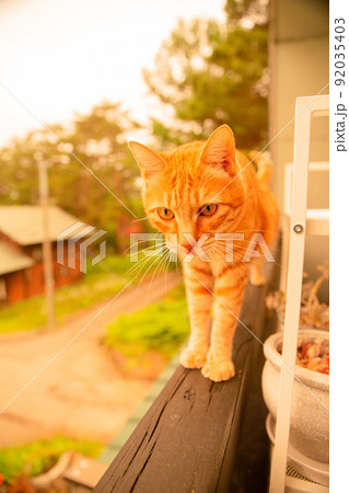 猫 猫 92035403