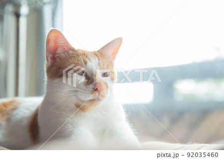 猫 猫 92035460