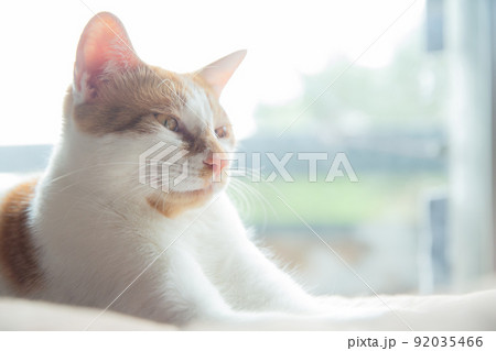 猫 92035466