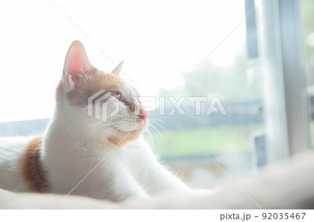 猫 猫 92035467