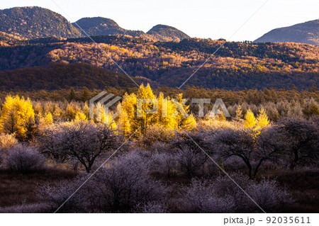 【栃木県･奥日光】晩秋の小田代ヶ原 10月・11月 92035611
