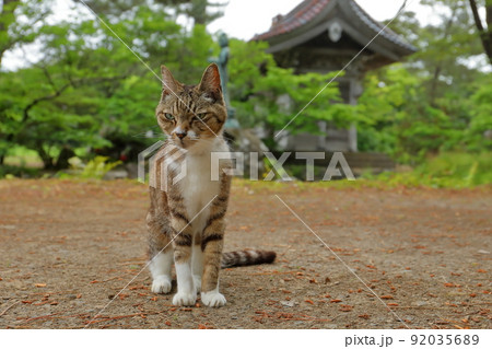 秋田県にかほ市象潟町象潟島　国指定天然記念物の九十九島に隣接する皇宮山蚶満寺境内山門前の三毛猫 92035689
