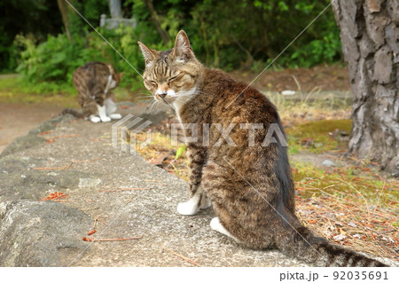 秋田県にかほ市象潟町象潟島 国指定天然記念物の九十九島に隣接する皇宮山蚶満寺境内山門前の三毛猫 秋田県にかほ市象潟町象潟島 国指定天然記念物の九十九島に隣接する皇宮山蚶満寺境内山門前の三毛猫 92035691