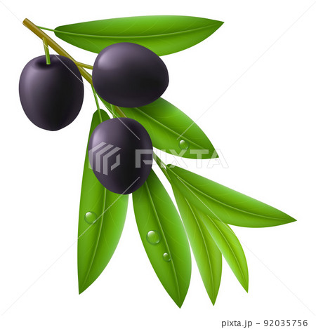 Branch of olive tree with ripe black olives 92035756