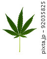 Cannabis leaf, Green marijuana isolated over white background 92035825