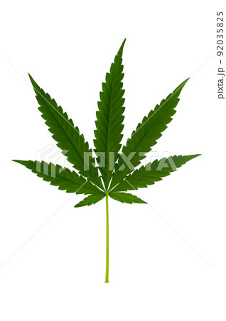 Cannabis leaf, Green marijuana isolated over white background Cannabis leaf, Green marijuana isolated over white background 92035825