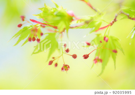 新緑に咲くもみじの花 92035995