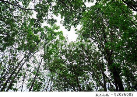 Looking up tree trunks in tropical forest 92036088