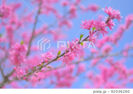 満開の菊桃と青空 92036260