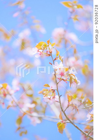 青空と満開の山桜 92036728
