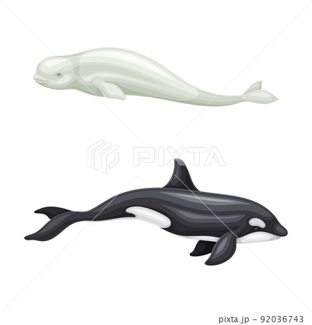 Whale species mammal animals set. Beluga and orca marine underwater creatures vector illustration 92036743