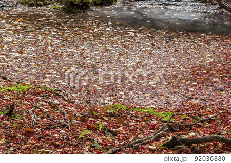 阿寒  光の森の秋 92036880