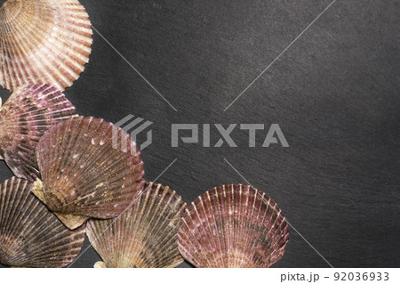 Scallop shells on dark background with copy space 92036933