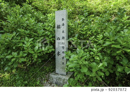 済渡寺 榧の木 岡山県新見市 済渡寺 榧の木 岡山県新見市 92037072