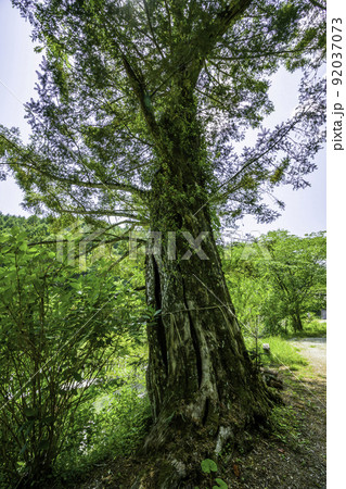 済渡寺 榧の木 岡山県新見市 済渡寺 榧の木 岡山県新見市 92037073