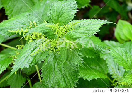 植物:ミヤマイラクサ イラクサ科 植物:ミヤマイラクサ イラクサ科 92038071