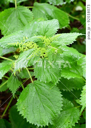 植物：ミヤマイラクサ　イラクサ科 92038073