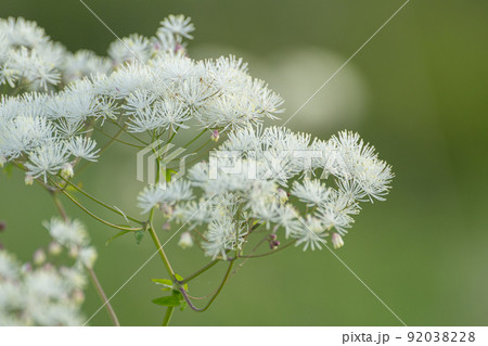 カラマツソウ　霧ヶ峰高原 92038228