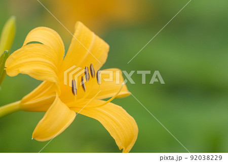 ニッコウキスゲ 92038229