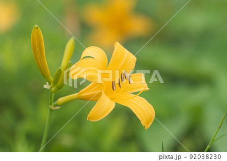 ニッコウキスゲ 92038230