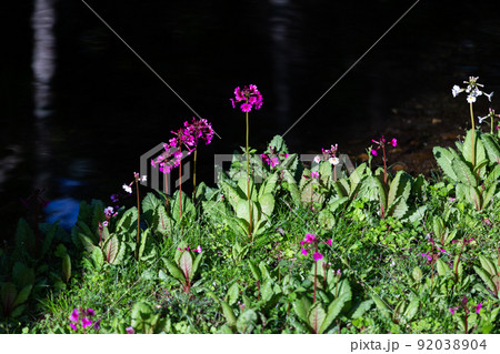 【栃木県・奥日光】千手ヶ浜 中善寺湖畔に咲き誇るクリンソウ 92038904