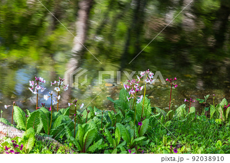 【栃木県・奥日光】千手ヶ浜 中善寺湖畔に咲き誇るクリンソウ 92038910