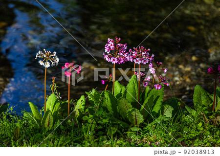【栃木県・奥日光】千手ヶ浜 中善寺湖畔に咲き誇るクリンソウ 【栃木県・奥日光】千手ヶ浜 中善寺湖畔に咲き誇るクリンソウ 92038913