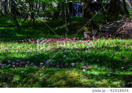 【栃木県・奥日光】千手ヶ浜 中善寺湖畔に咲き誇るクリンソウ 92038926