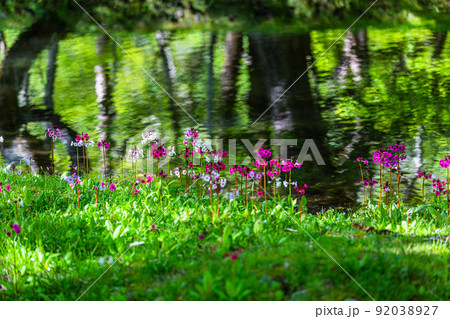 【栃木県・奥日光】千手ヶ浜 中善寺湖畔に咲き誇るクリンソウ 92038927