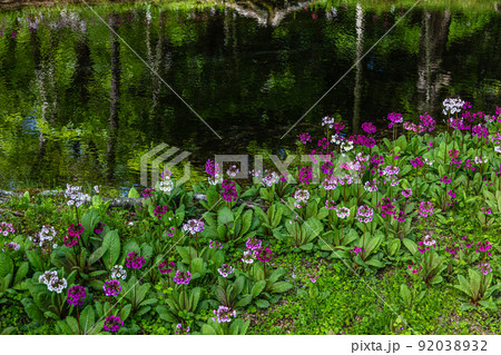 【栃木県・奥日光】千手ヶ浜 中善寺湖畔に咲き誇るクリンソウ 92038932