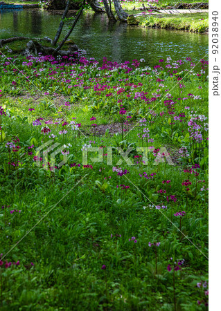【栃木県・奥日光】千手ヶ浜 中善寺湖畔に咲き誇るクリンソウ 92038940