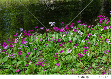 【栃木県・奥日光】千手ヶ浜 中善寺湖畔に咲き誇るクリンソウ 92038942