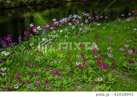【栃木県・奥日光】千手ヶ浜 中善寺湖畔に咲き誇るクリンソウ 92038943