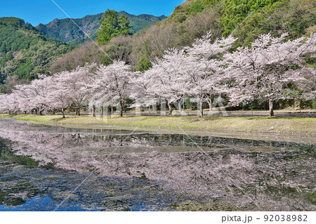 【満開の桜・下北山スポーツ公園 きなりの郷】 奈良県吉野郡下北山村上池原 【満開の桜・下北山スポーツ公園 きなりの郷】 奈良県吉野郡下北山村上池原 92038982