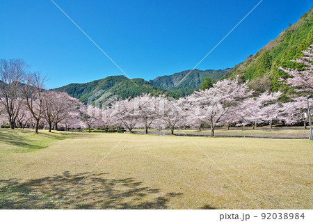 【満開の桜・下北山スポーツ公園 きなりの郷】 奈良県吉野郡下北山村上池原 92038984