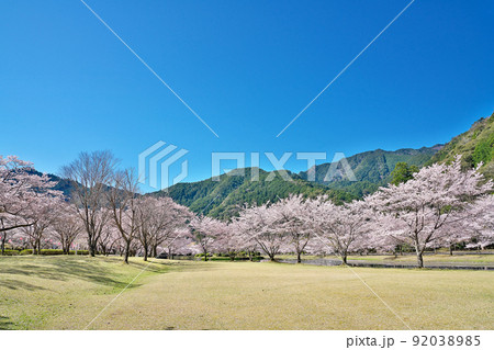【満開の桜・下北山スポーツ公園 きなりの郷】 奈良県吉野郡下北山村上池原 【満開の桜・下北山スポーツ公園 きなりの郷】 奈良県吉野郡下北山村上池原 92038985