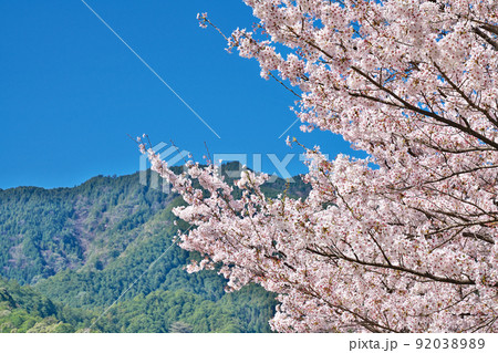 【満開の桜・下北山スポーツ公園 きなりの郷】 奈良県吉野郡下北山村上池原 92038989
