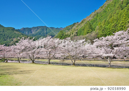 【満開の桜・下北山スポーツ公園 きなりの郷】 奈良県吉野郡下北山村上池原 92038990