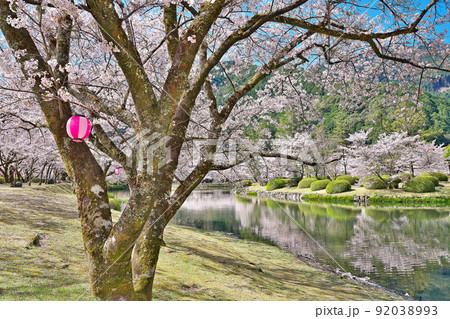 【満開の桜・下北山スポーツ公園 きなりの郷】 奈良県吉野郡下北山村上池原 【満開の桜・下北山スポーツ公園 きなりの郷】 奈良県吉野郡下北山村上池原 92038993