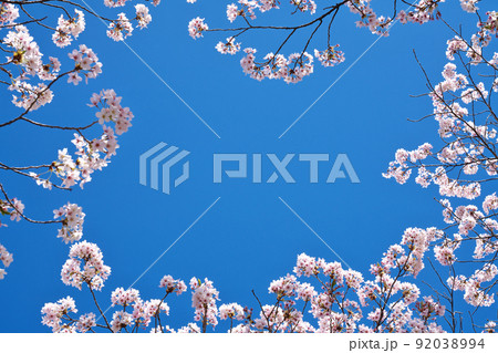 【満開の桜・下北山スポーツ公園 きなりの郷】 奈良県吉野郡下北山村上池原 92038994