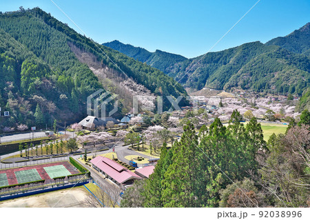 【満開の桜・下北山スポーツ公園 きなりの郷】 奈良県吉野郡下北山村上池原 92038996