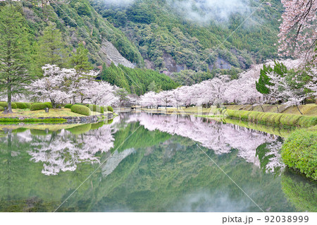 【満開の桜・下北山スポーツ公園 きなりの郷】 奈良県吉野郡下北山村上池原 92038999