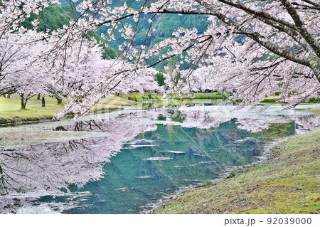 【満開の桜・下北山スポーツ公園 きなりの郷】 奈良県吉野郡下北山村上池原 92039000