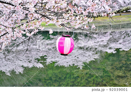 【満開の桜・下北山スポーツ公園 きなりの郷】 奈良県吉野郡下北山村上池原 92039001