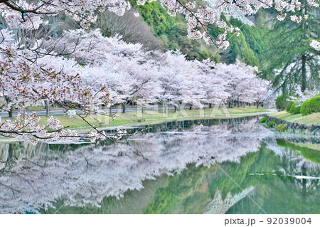 【満開の桜・下北山スポーツ公園 きなりの郷】 奈良県吉野郡下北山村上池原 【満開の桜・下北山スポーツ公園 きなりの郷】 奈良県吉野郡下北山村上池原 92039004