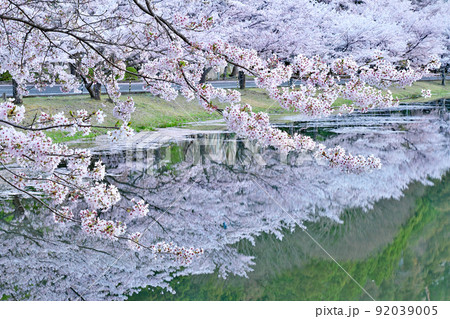 【満開の桜・下北山スポーツ公園 きなりの郷】 奈良県吉野郡下北山村上池原 92039005